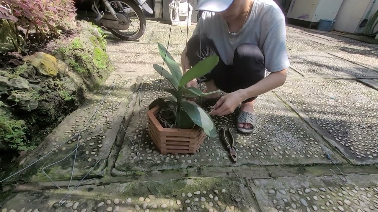 Chậu Hồ điệp trồng lâu, rễ nhiều. Trồng vào chậu Lục giác gỗ thật, làm giá thể luôn! #maihuyhoalan