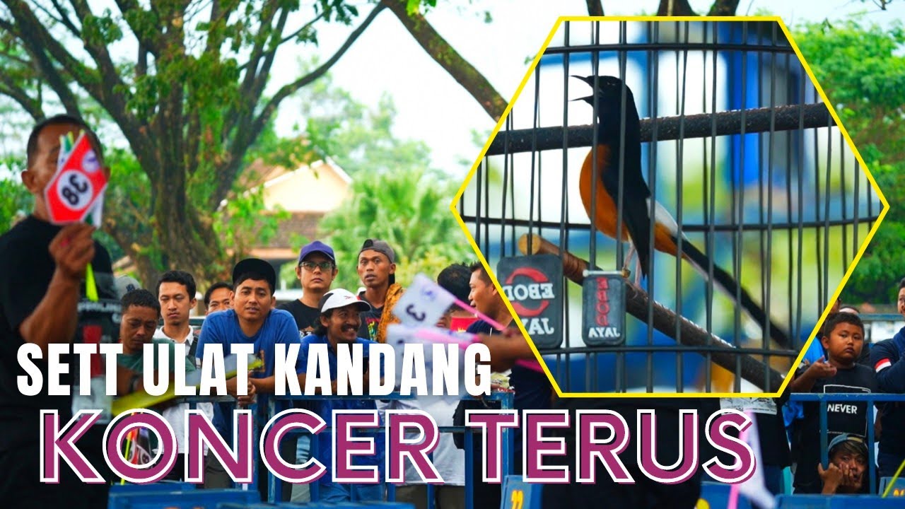 SETTING ULAT KANDANG‼️Koncer terus perfom lapangan kerja ngotot