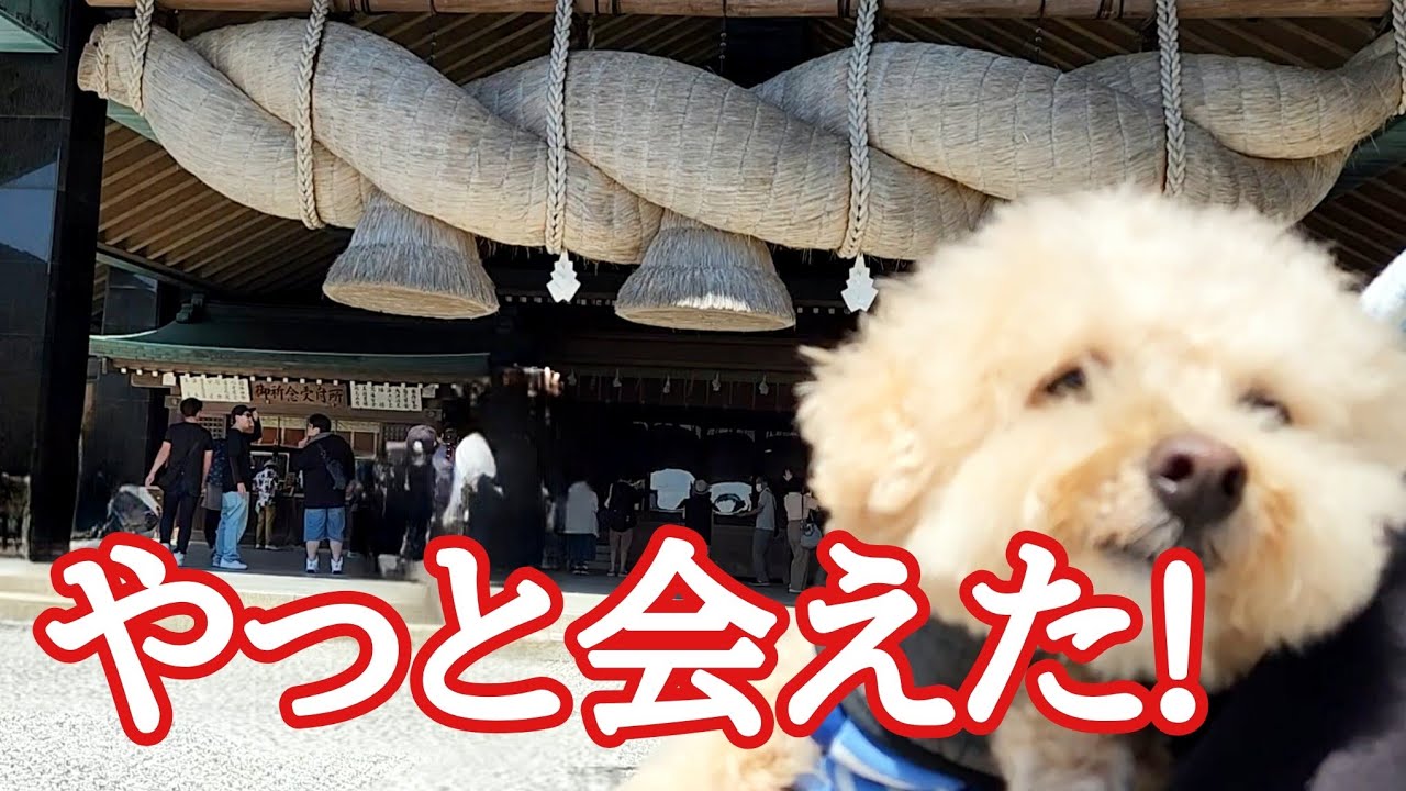 【犬と再びの出雲大社へ】癒される風景に出会いました🐶ビショプーのポノ
