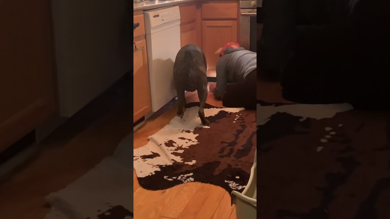 Boxer dog (Apollo) lost his tennis ball to the cabinet gods PART 1