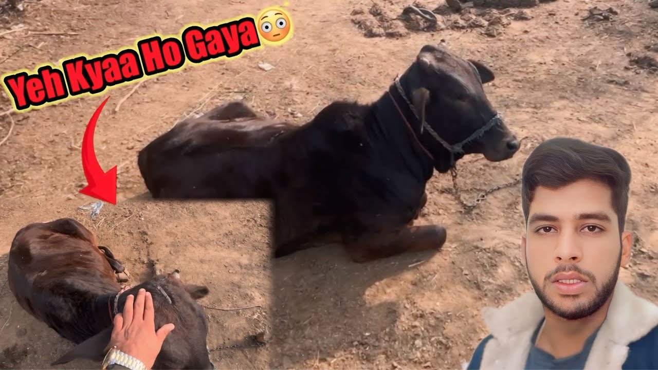 Cow 🐄 Ko Yeh Kyaa Ho Gaya😳😢/Dulha Bhai 