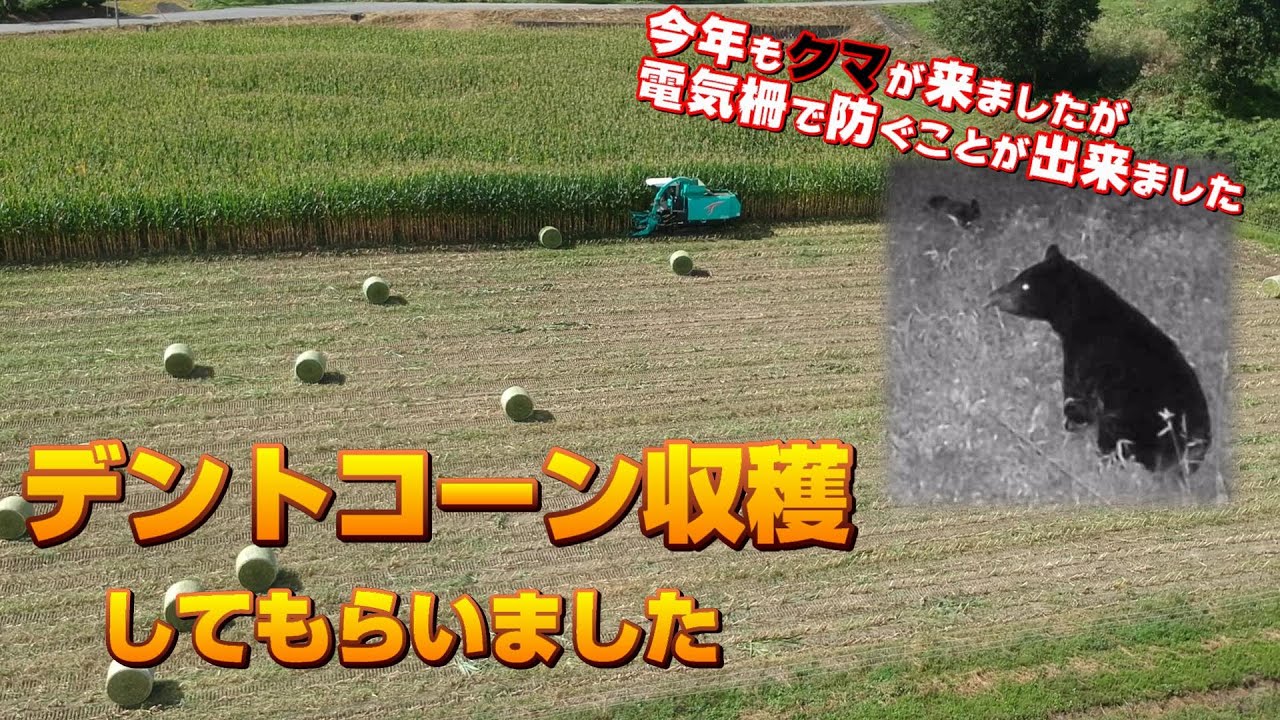 牛用のトウモロコシの収穫。クマの被害はありませんでしたが、近くに来てました。