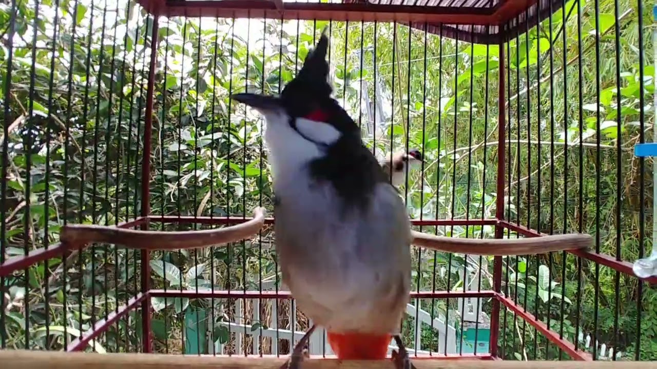 Chào mào bung xoè hót ché, đấu kích bổi