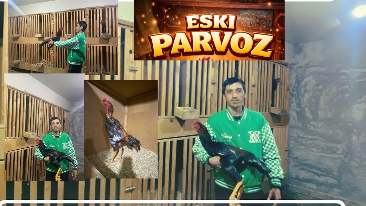 ТОЗА КОНЛАРИМИЗ СОТУВДА ТОМОША КИЛИЛАР 