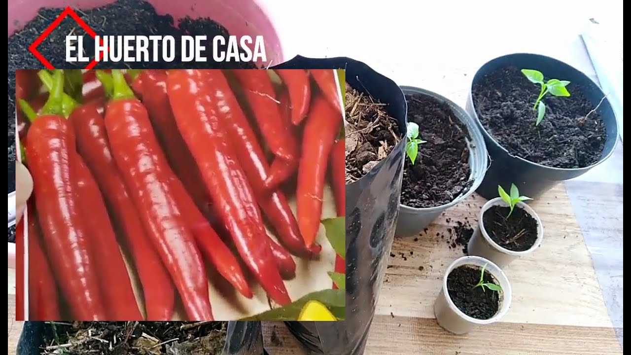 7.-¿CÓMO GERMINAR SEMILLA DE CHILE DE ARBOL? | #ElHuertodeCasa