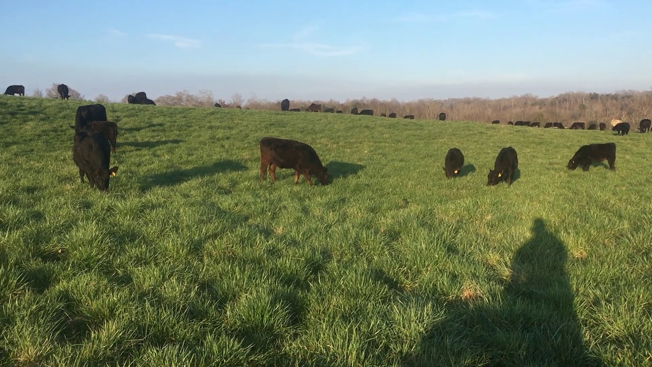 Forage Height for Spring Grazing Fescue