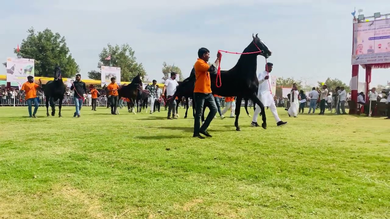 અશ્વ-શો જસરા Ashwa Mela Jasara ||Jasara Mega Ashwa Show 2025 Jasara horse show 2025#marwadihorseshow