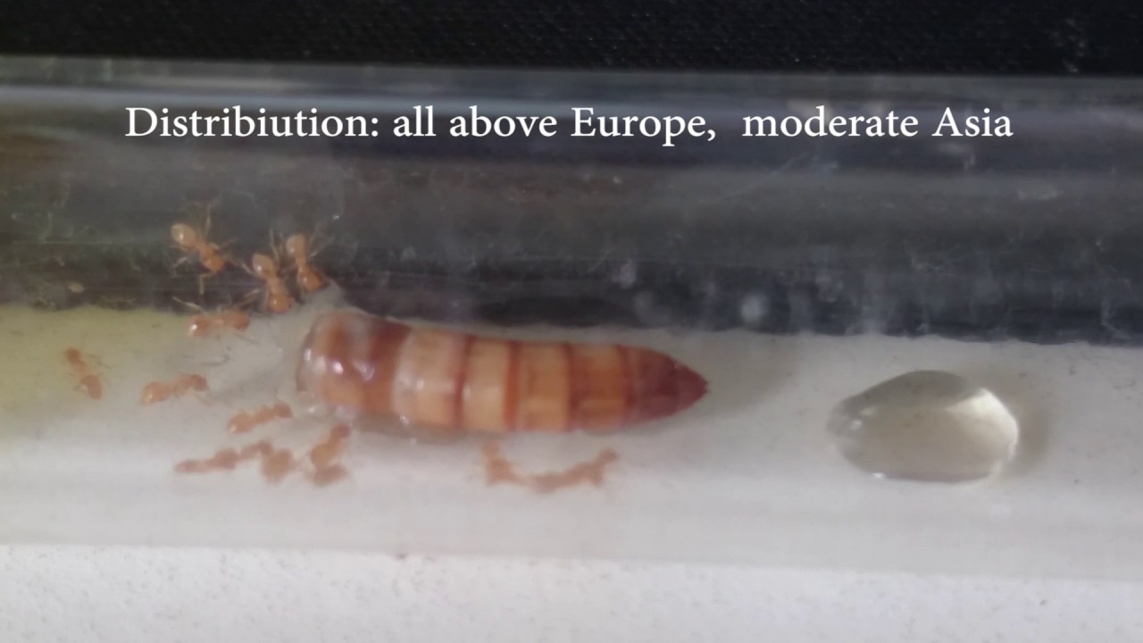 Lasius Flavus care