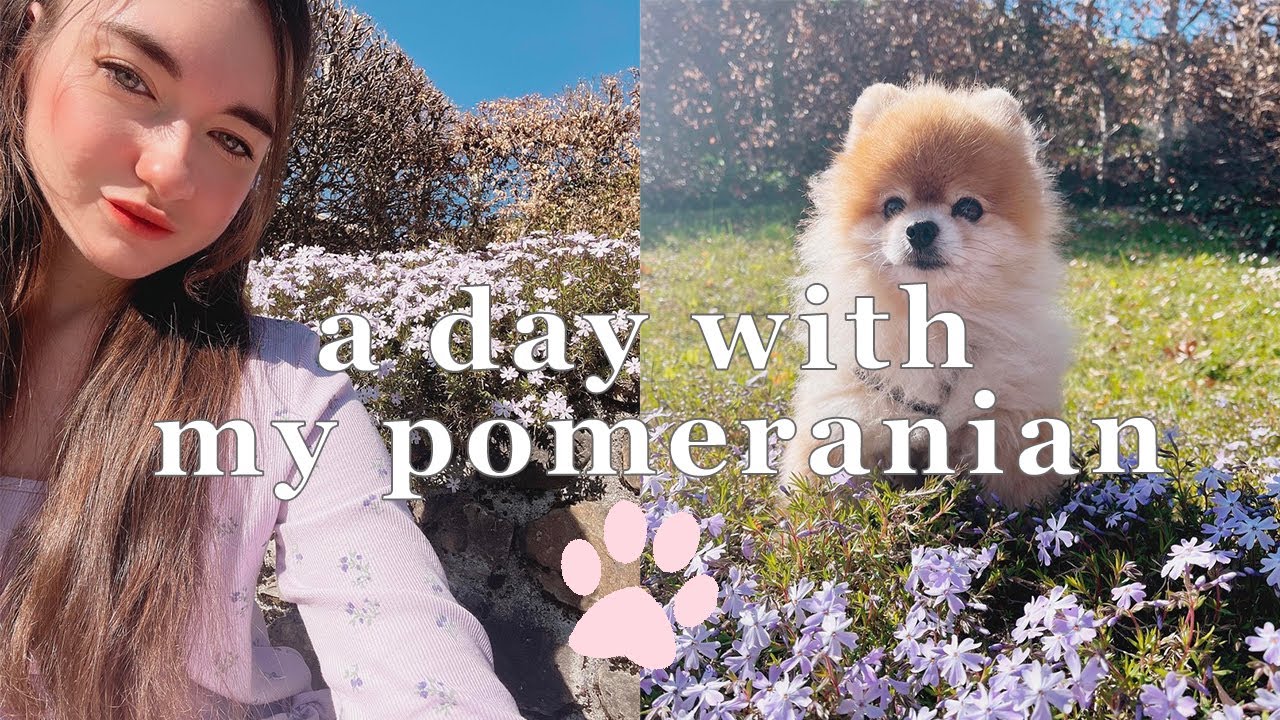 VLOG: Day in the life with my Pomeranian dog (extra cute)