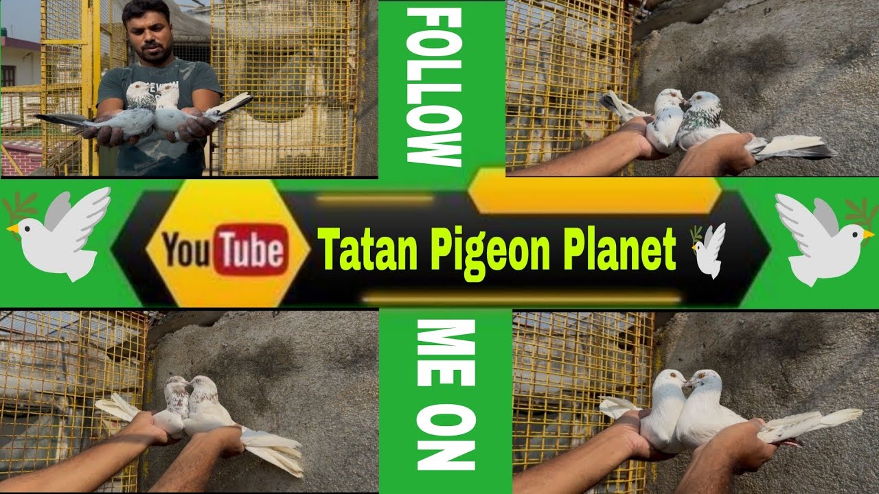 Part - 4 ঘরের 3 জোড়া মালবাই পায়রা সক করালাম 🕊️ ❤️ কেমন লাগলো জানাবেন বন্ধুরা @ 9477367779