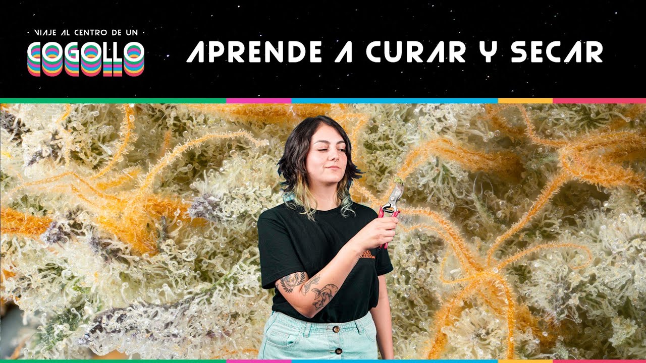 CURADO Y SECADO EN CANNABIS
