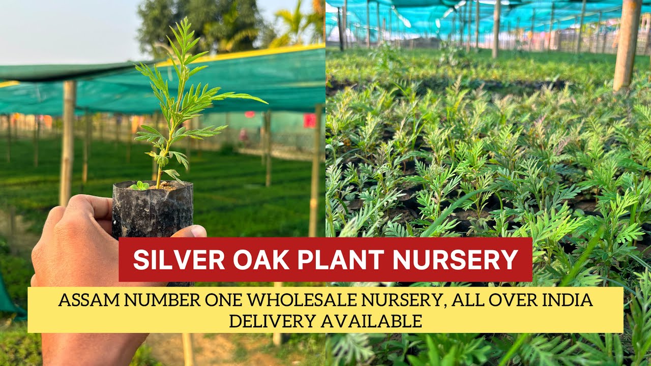 Silver Oak plant nursery | Assam number one wholesale nursery | all over India delivery available!