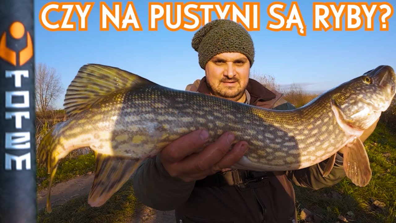 Jesienne szczupaki z płytkiej wody | Czy Favorite Totem to dobra wędka? | Ryba się chlapie