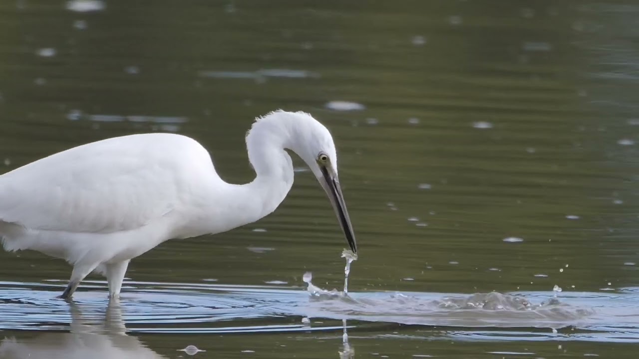 Tresillian River Egret Sequence (MNHP 211 Assignment 1)