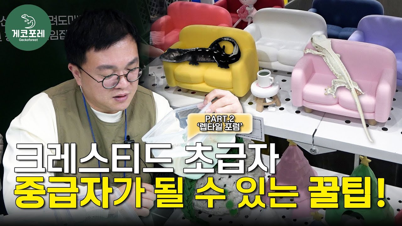크레스티드 게코 초급자가 중급자가 될 수 있는 꿀팁!