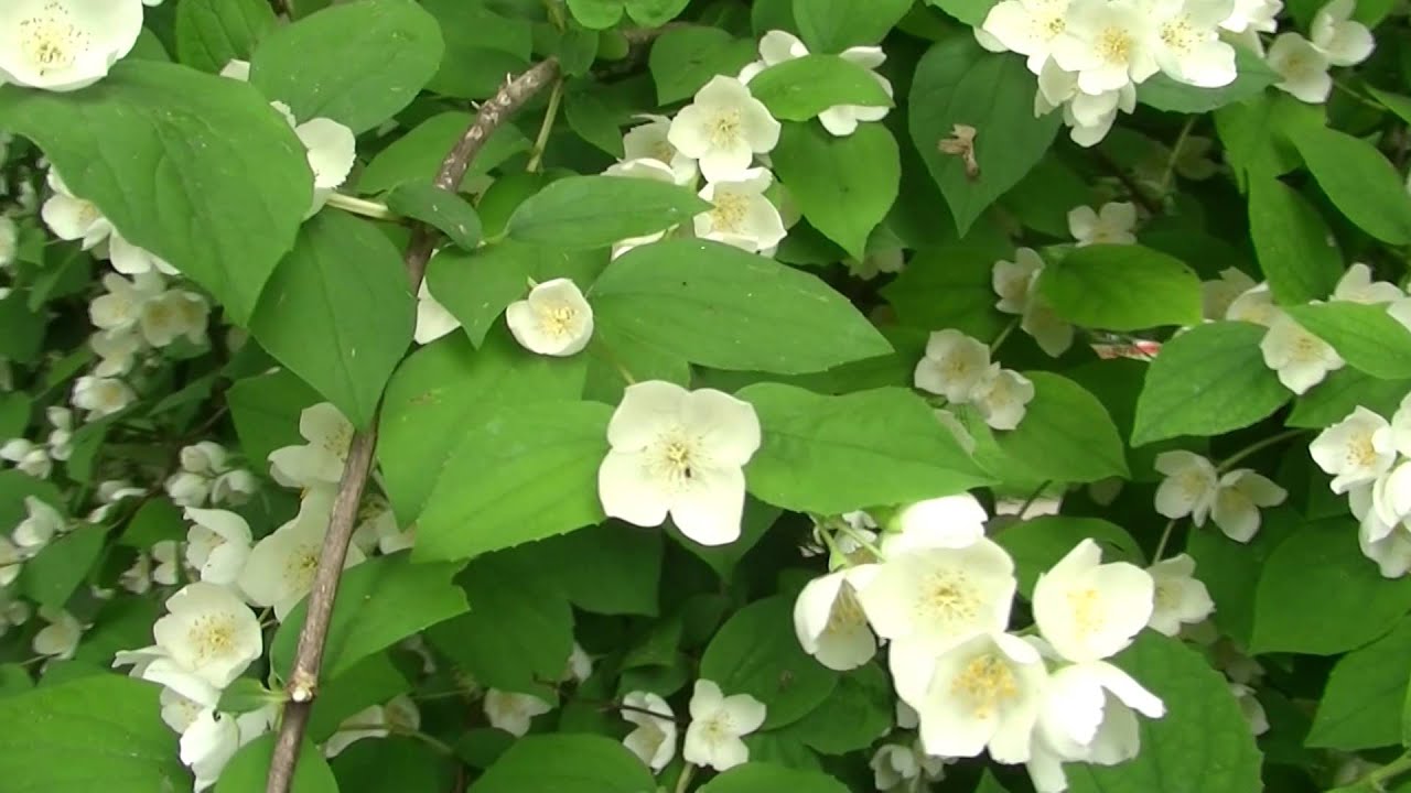 Jaśminowiec (Philadelphus coronarius L.) - Poland