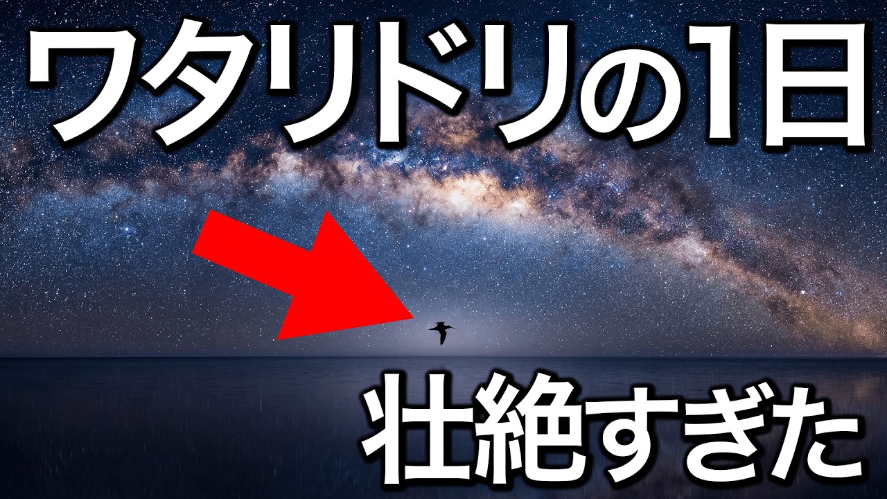 脳を半分ずつ眠らせて飛ぶ？進化したワタリドリだけが持つ「自動操縦」の正体。【ワタリドリの１日】