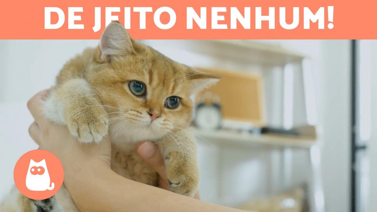 15 COISAS QUE VOCÊ JAMAIS DEVE FAZER COM SEU GATO 😼
