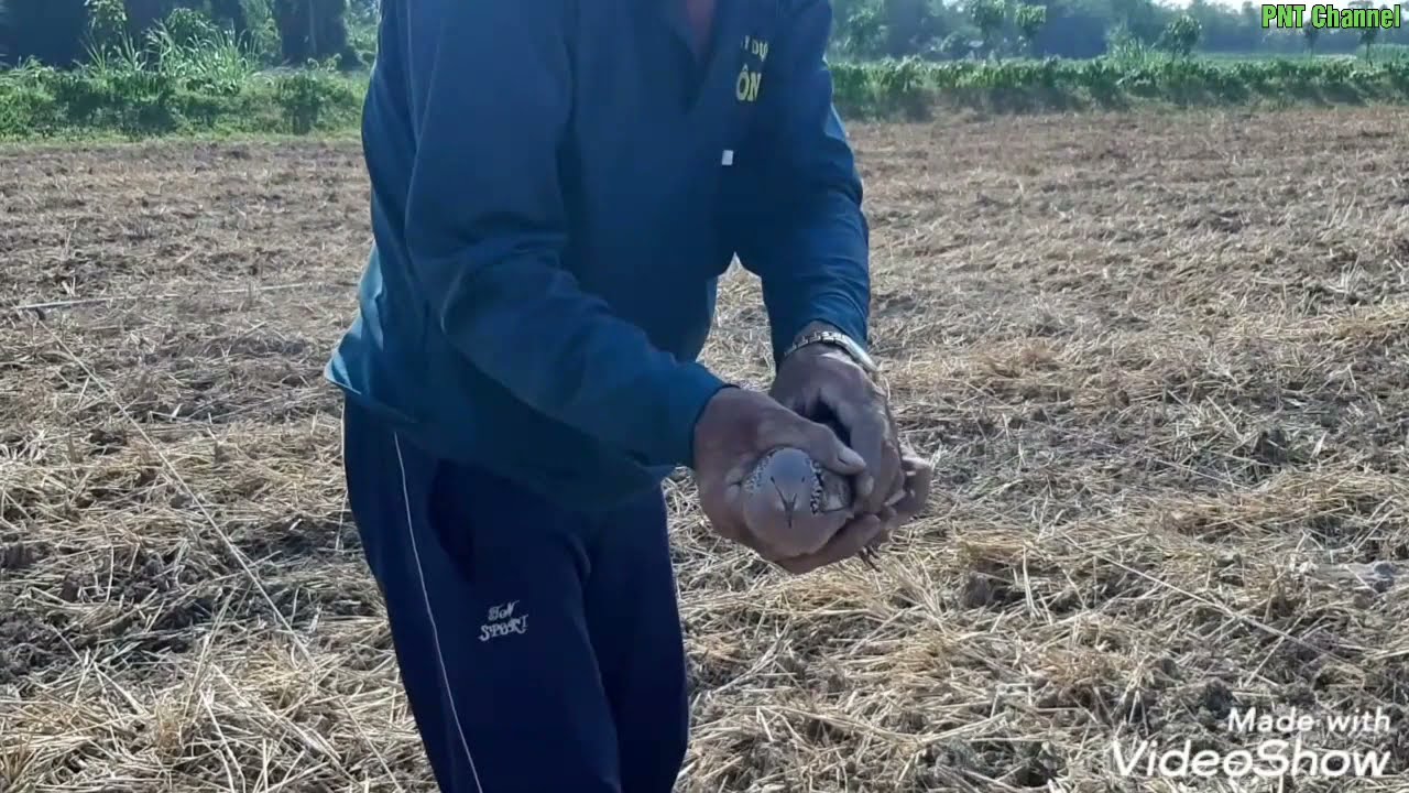Cận cảnh úp lưới chim cu gáy
