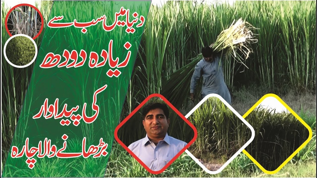 Farming in pakistan || Super Napier Grass: Excellent Fodder for Dairy Animals | Abdul Majeed Batti
