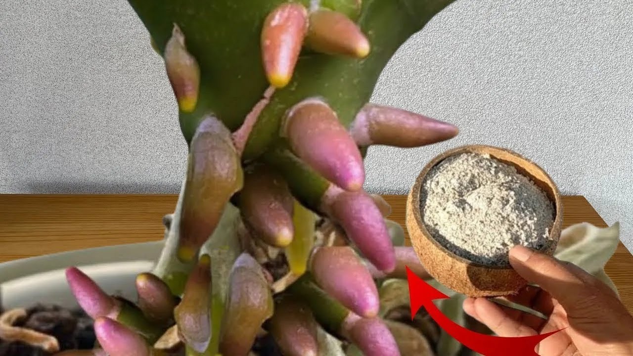 Amazing fertilizer!! Turn the weakest #orchid that never blooms into bloom abundantly #OrchidHacks