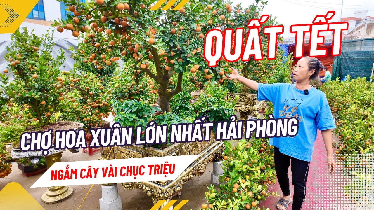 “Rừng” quất Tết ở chợ hoa Xuân lớn nhất Hải Phòng: Cây vài trăm nghìn đến gốc cổ vài chục triệu