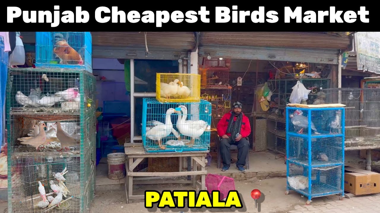 Punjab Cheapest Birds Market ❤️|| ਪੰਜਾਬ ਦੀ ਸਭ ਤੋਂ ਸੱਸਤੀ ਜਾਨਵਰਾਂ ਦੀ ਦੁਕਾਨ || #pigeon #birdsmarket