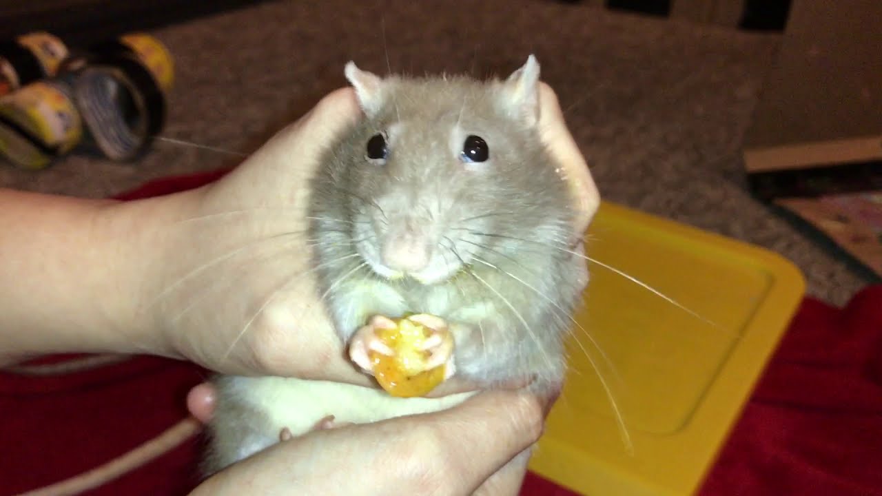 Крысы пробуют карри с манго!