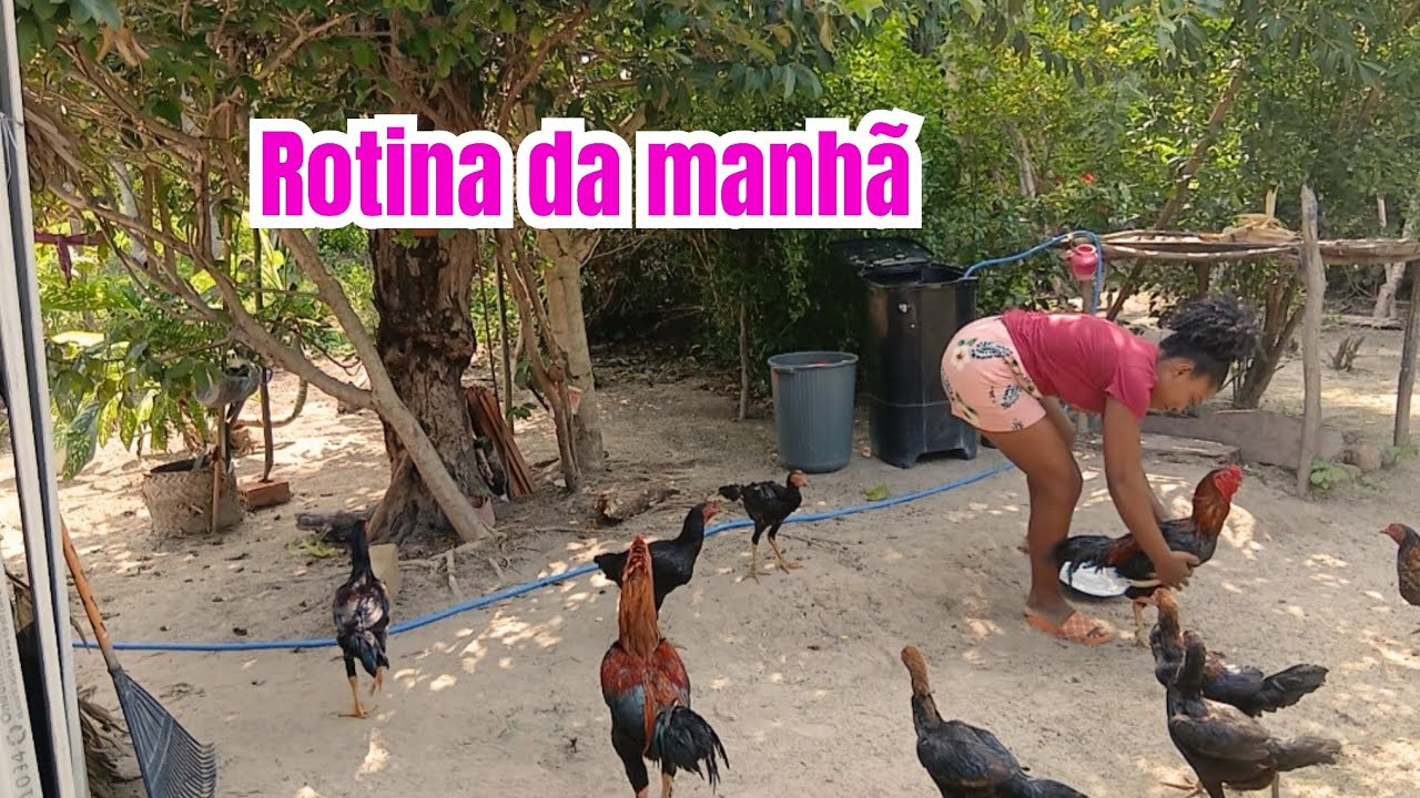 Rotina da manhã na casinha de taipa 