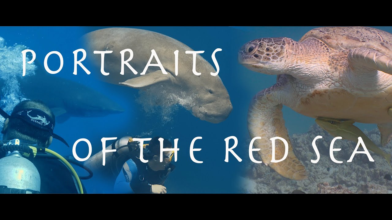 Best of diving in the Red Sea! – Portraits of the Red Sea
