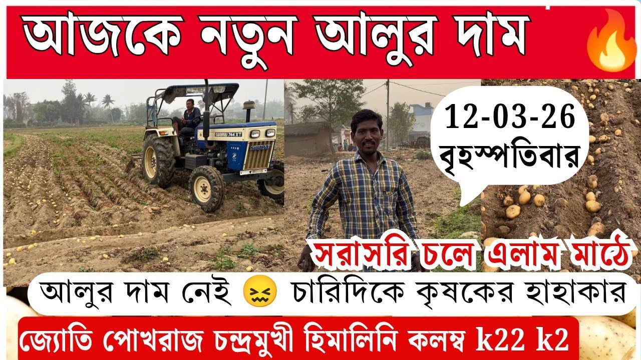 আজকে আলুর দাম🤔 সরাসরি চলে এলাম মাঠেই কৃষকের কাছে সে নতুন‌ আলু মাঠে কি দামে বিক্রি করছে 