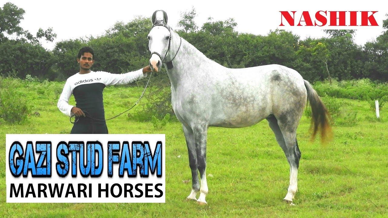 GAZI STUD FARM HORSES || Nashik