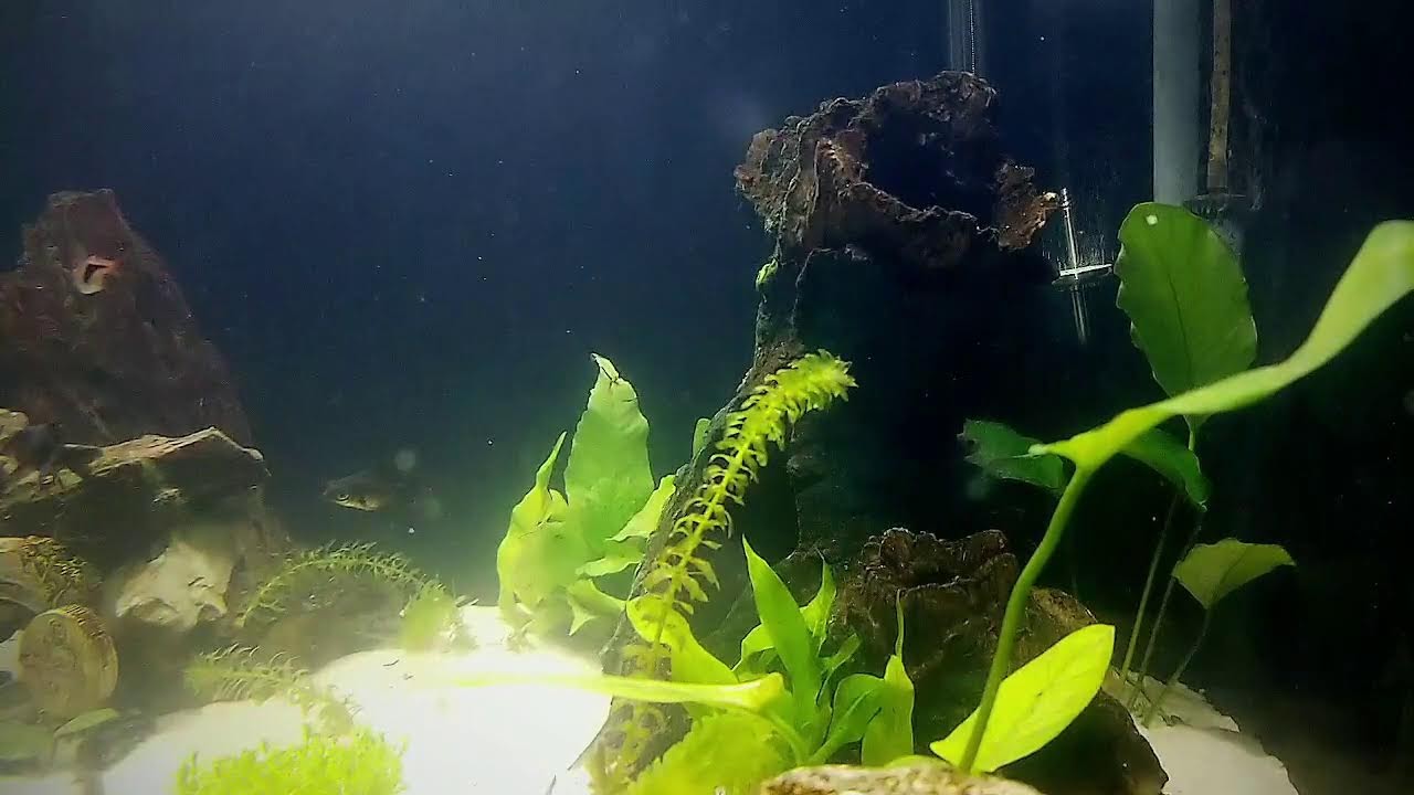 Freashwater Fishtank