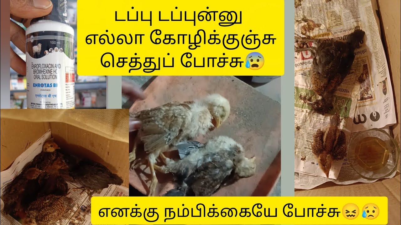 😰கோழிக்குஞ்சுகளுக்கு வெள்ளைக் கழிச்சல் 😥#கோழிவளர்ப்பு#tamil #srhenhouse 