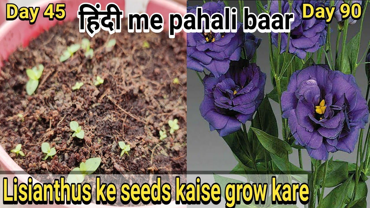 How to grow Lisianthus from seeds : Lisianthus के बीज कैसे उगाए