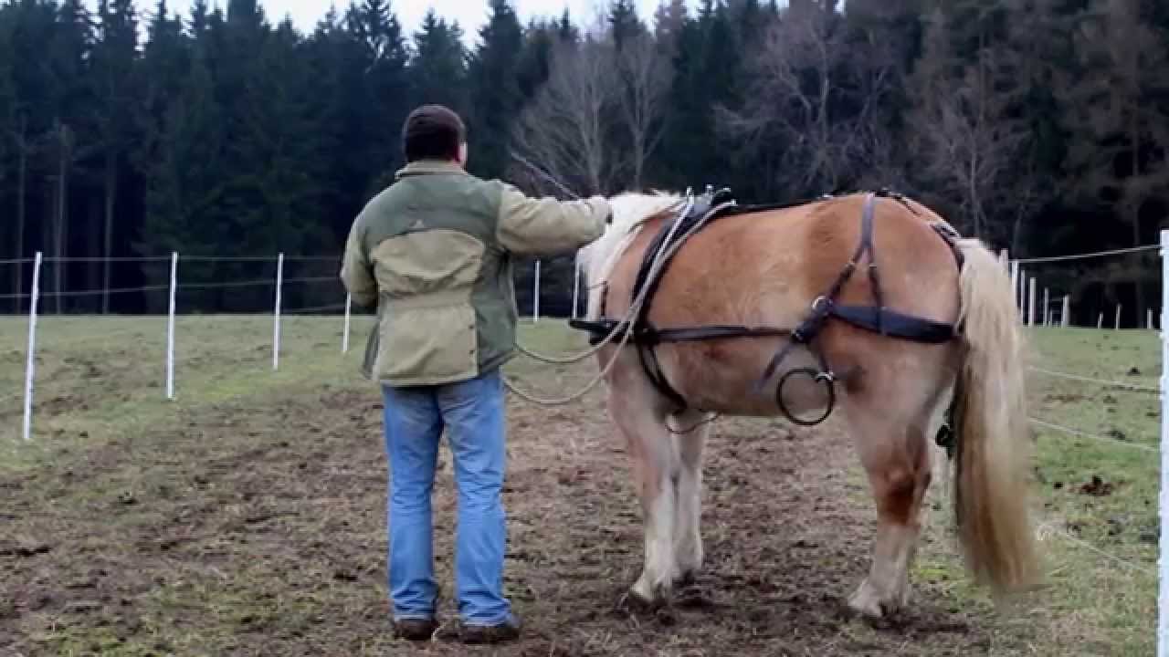 Jak můžeme bezpečně a v klidu zapřáhnout koně