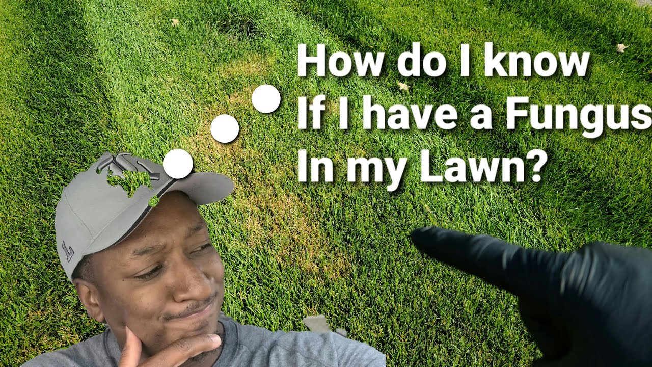 How to Identify Lawn Fungus