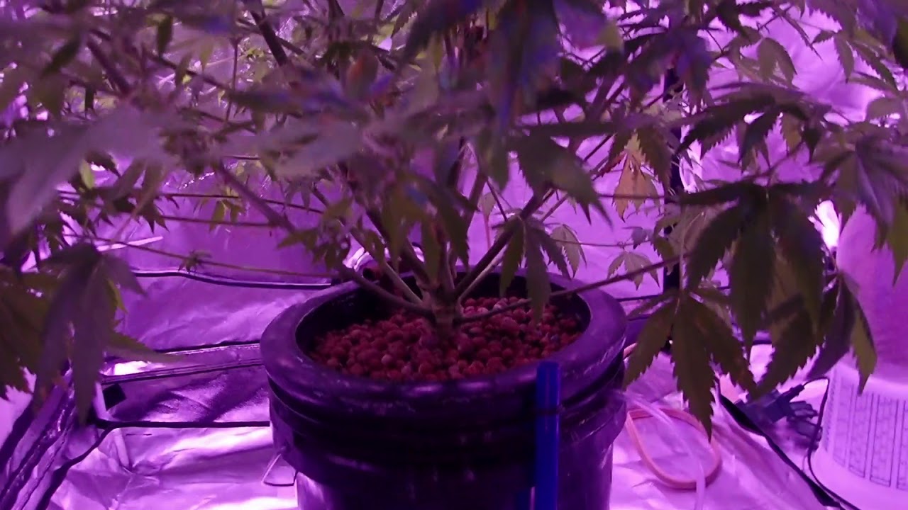 Lemon Zkittle G7 - Flowering Trim