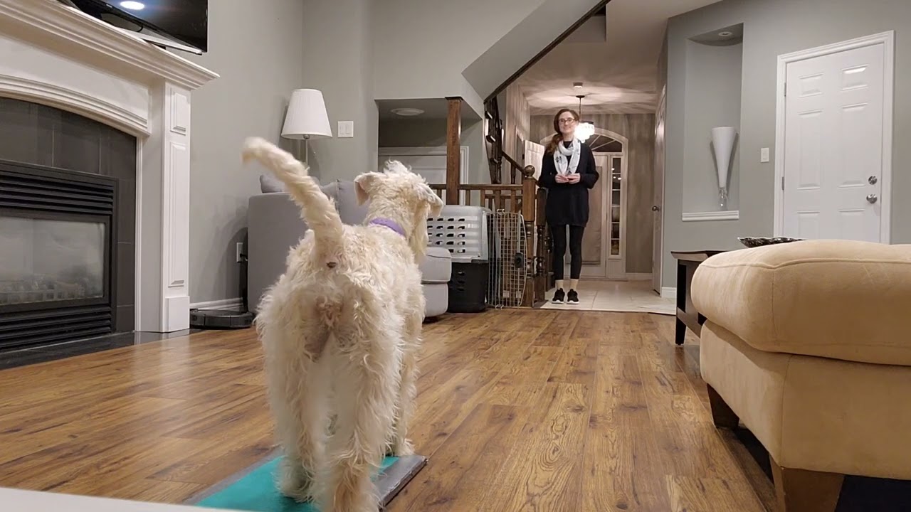 Gertie the Wheaten Terrier - Tricks