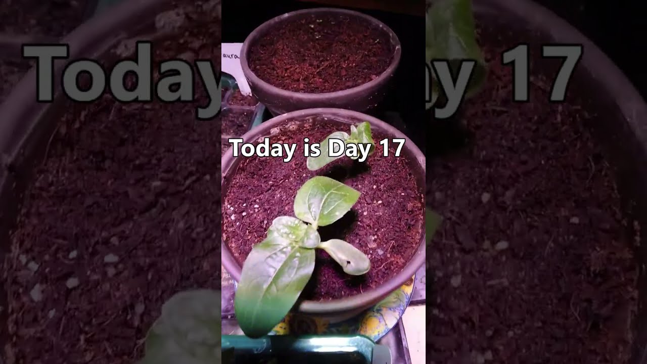 Planting and growing $5.00 Seed Kits from Family Dollar 