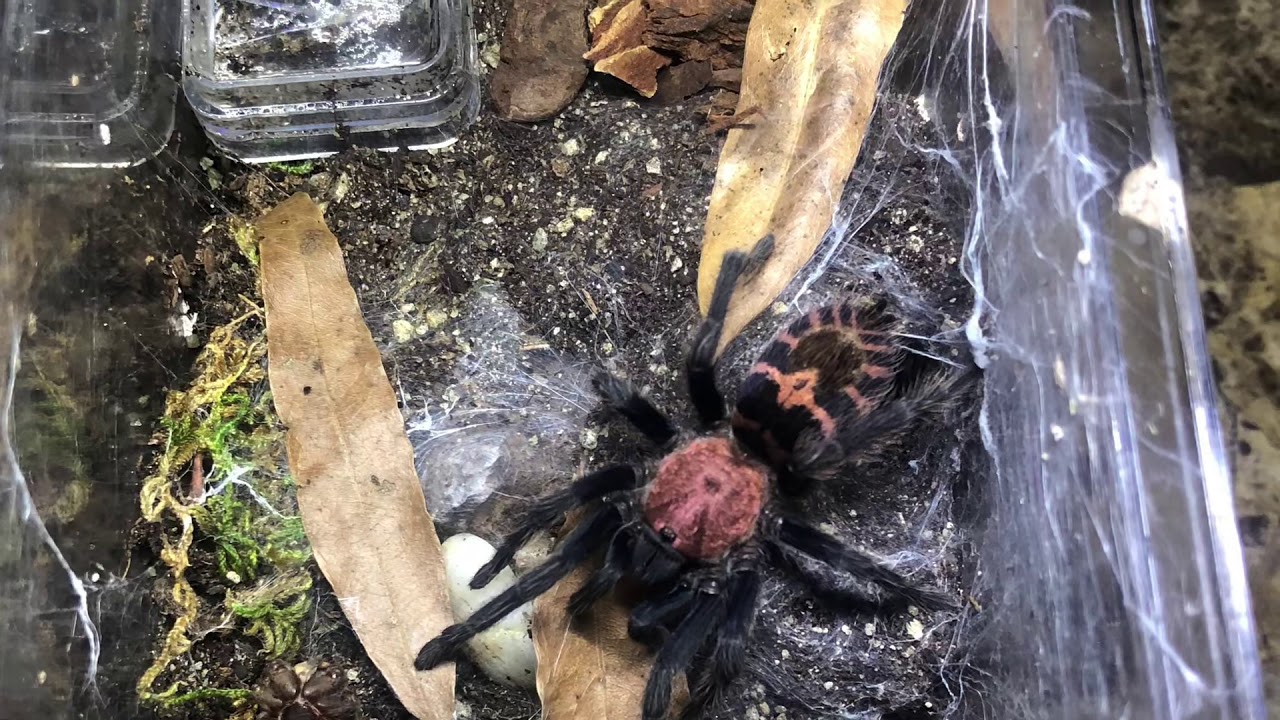 Guatemalan tiger rump x Davus pentaloris