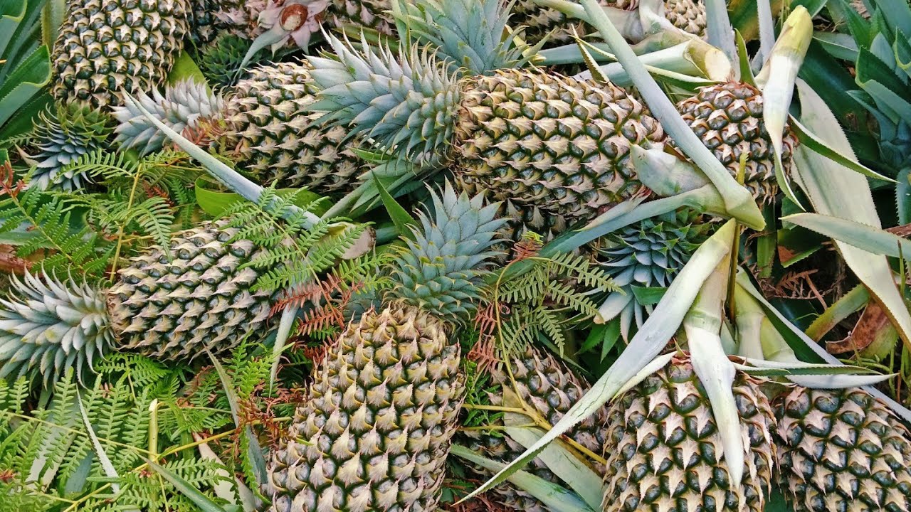 Panen nanas  akhir tahun