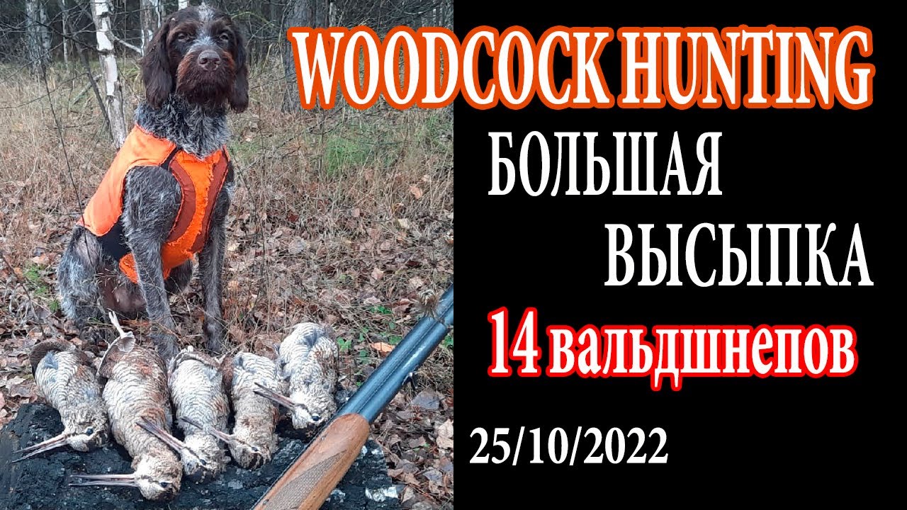 Массовая высыпка вальдшнепа. Охота с дратхааром. 25/10/2022