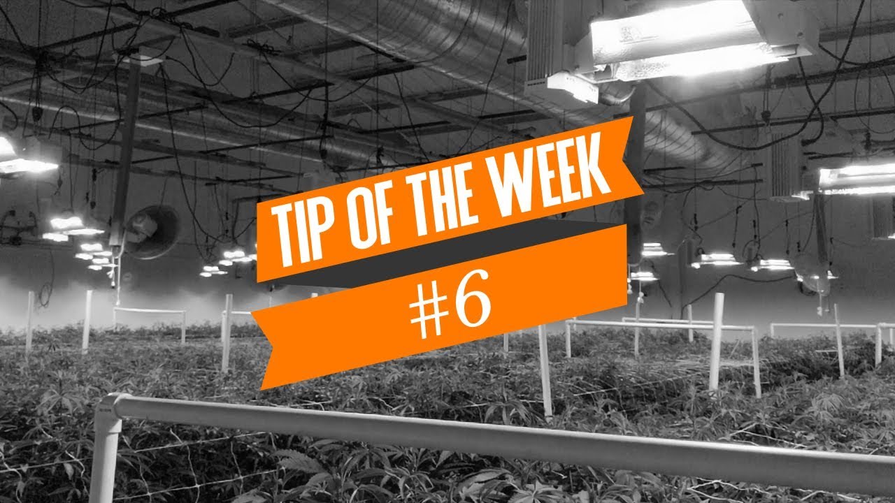 Cannabis Plant Training 101 - Tip of the Week #6