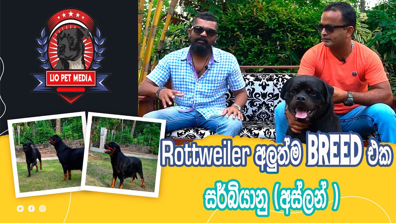Rottweiler වංසකථාවෙ.අලුත්ම breed එක.සර්බියානු (අස්ලන් )