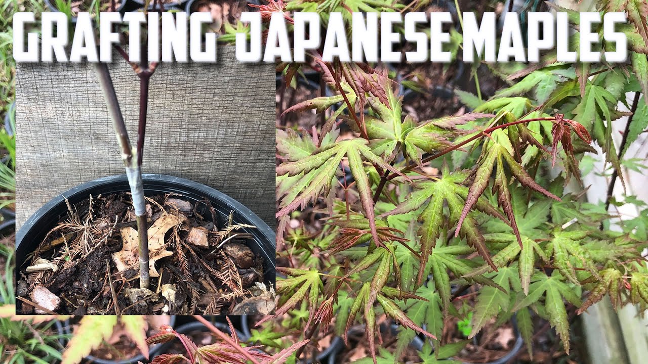 Grafting Japanese Maples
