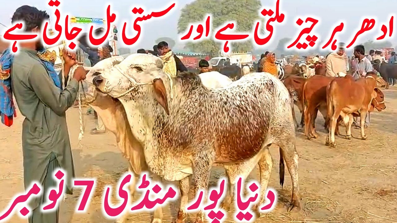 Dunyapur Mandi | Australian Friesian Heifers, Sahiwal Cholistani Bachre & Nili Ravi Kattian Update
