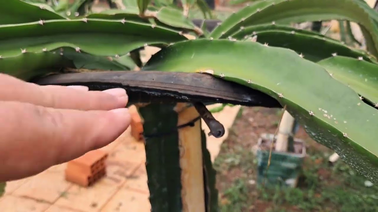 Meus vasos depois de 2 anos ( video1)