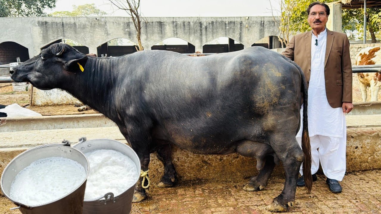 Mastani Buffalo Live Milking || Ch Aashiq Gujjar Sb || Thikriya Dairy Farm || Pak Buffalo Tv 