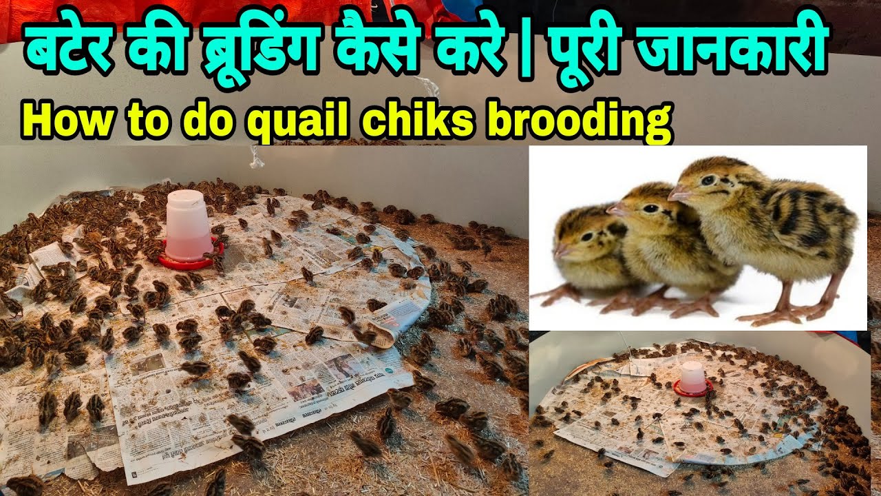 बटेर के चूजों की ब्रुडिंग कैसे करे | How to do quail bird brooding